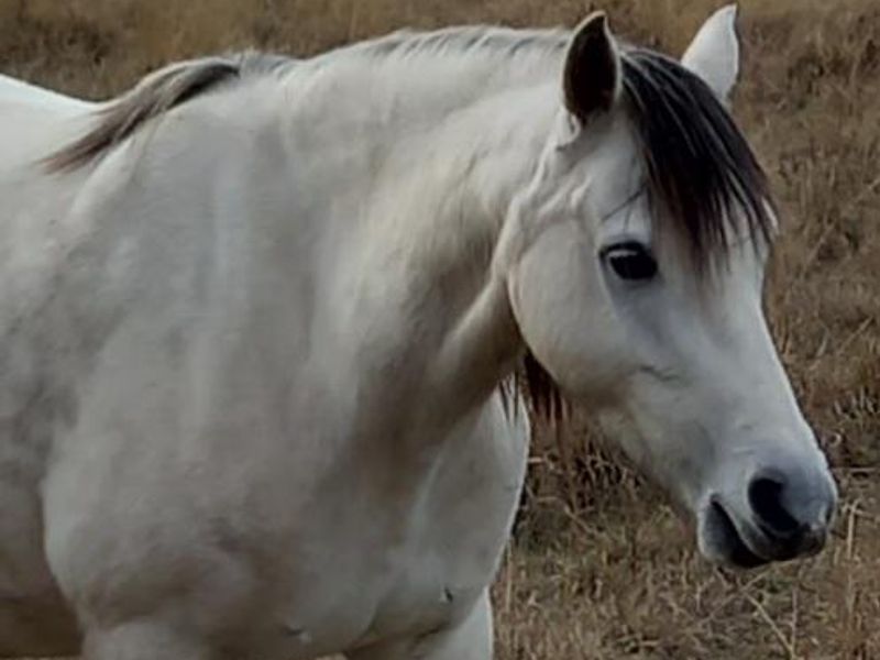 welsh b filly weaned in feb 2026