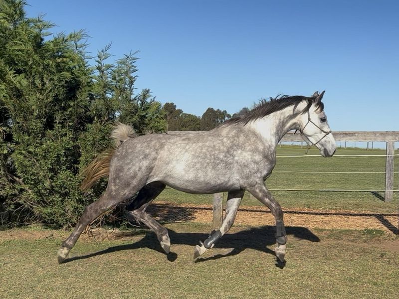 Stunning showjumping bred Cornel Filly