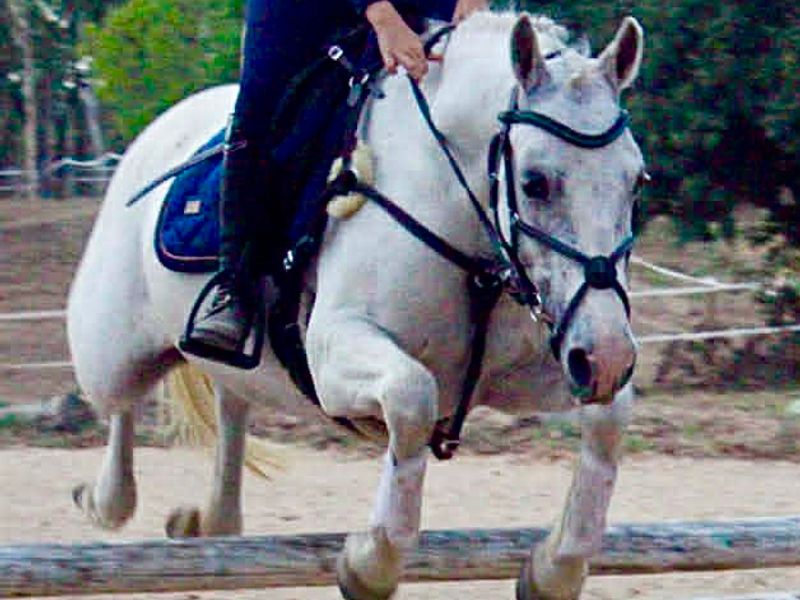 Super Showjumping  Pony