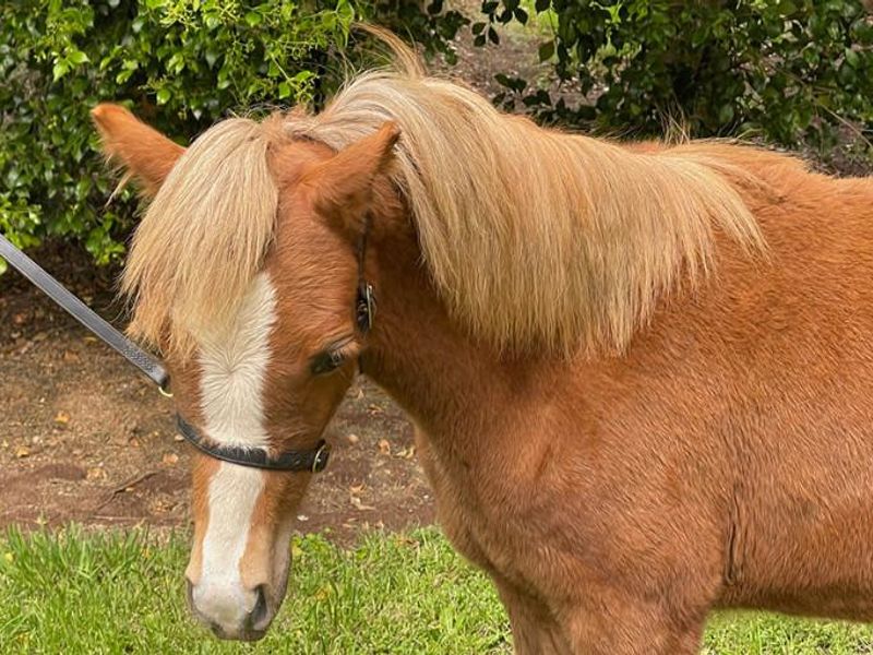 Yearling Chestnut Welsh A Gelding
