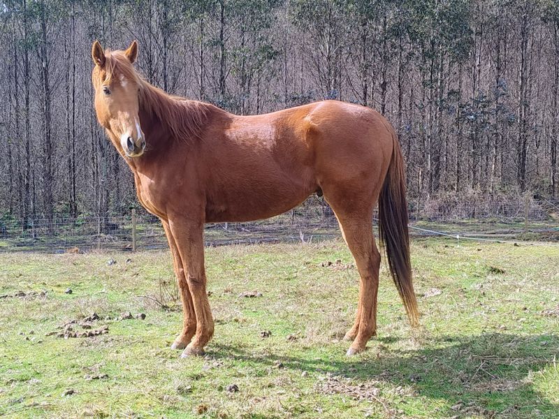 Chestnut Gelding
