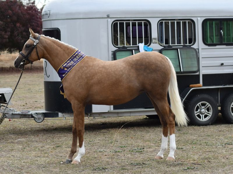 Stunning Part Arab Filly