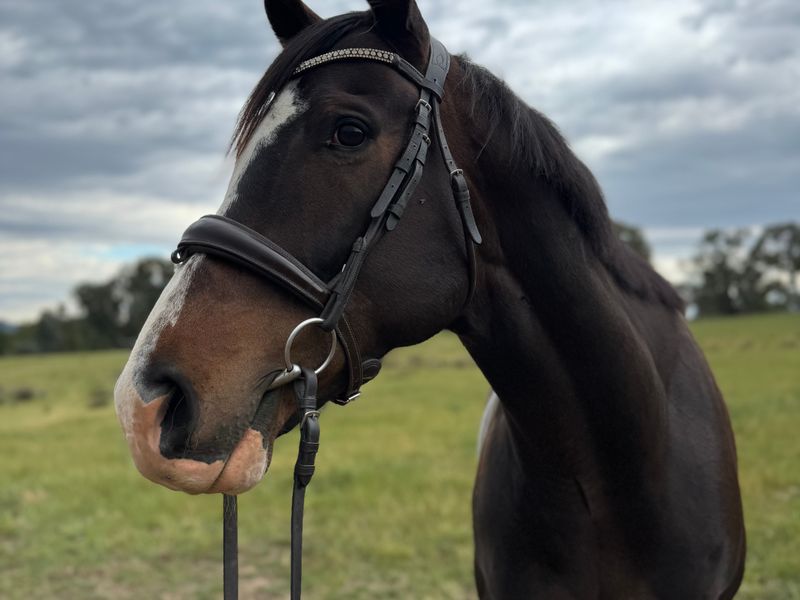 So You Think Gelding