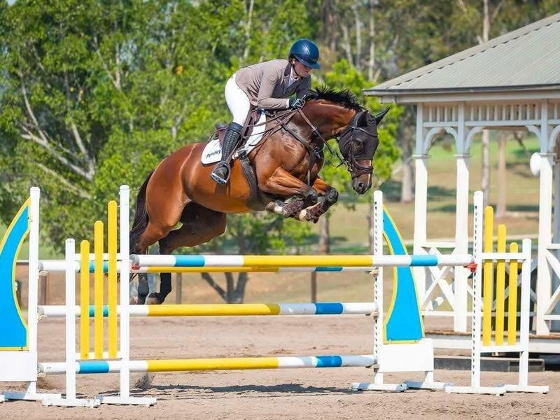 WORLD CLASS JUMPING MARE FOR SALE