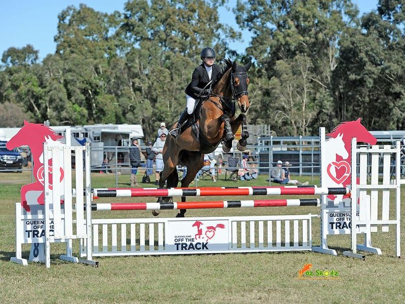 Quality 6yo Show jumper