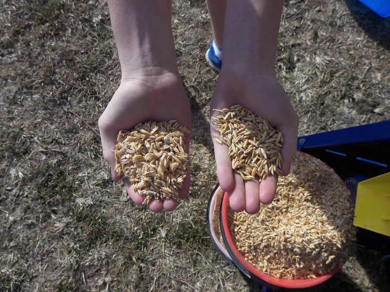 Grain Roller Mills for Horse Studs
