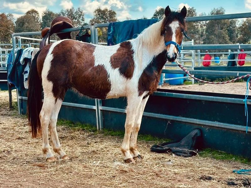 CURTIS - Coloured Pony Gelding