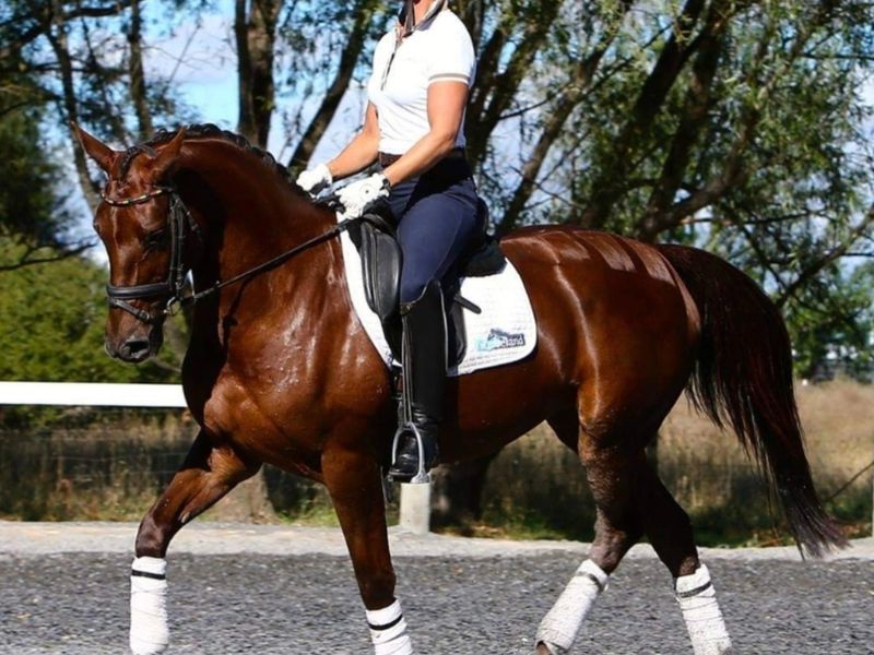 Well Educated Warmblood Broodmare 