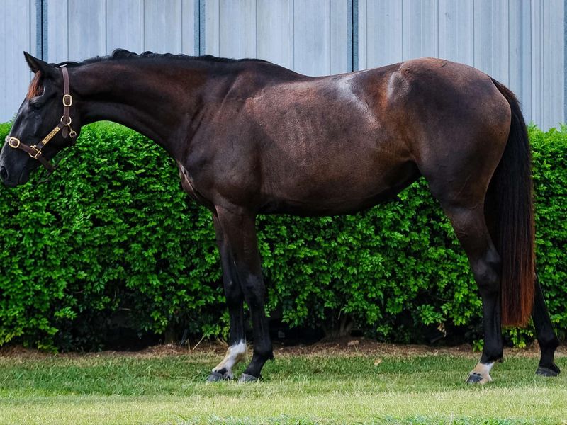 Superb Jumping Bred Filly