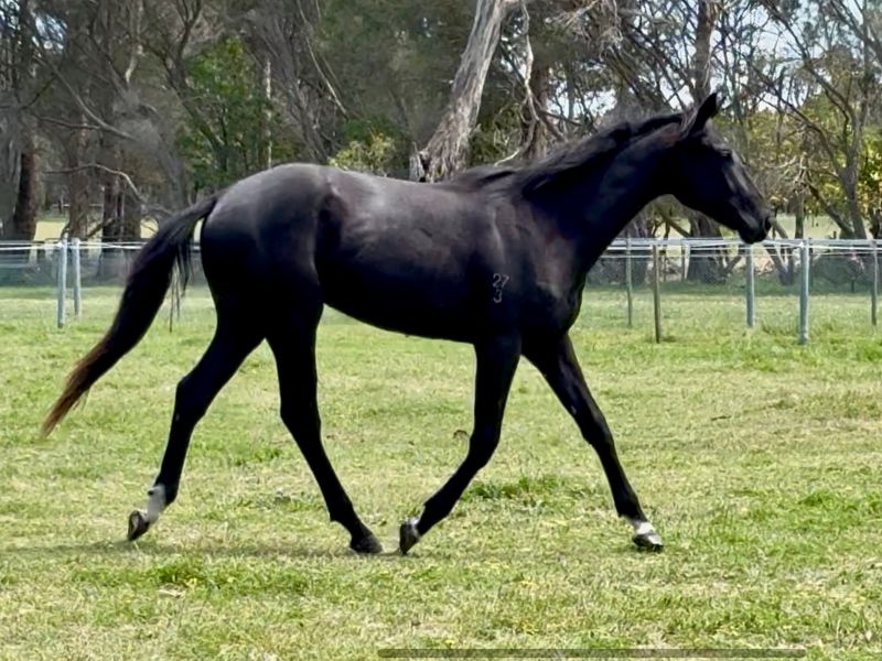 Stunning black 2yo Gelding