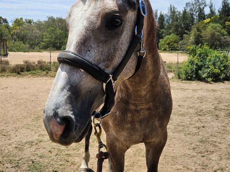 Exciting young Jumping or Eventing Prospect