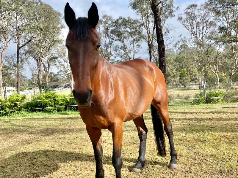 Patrick - 12yo standardbred gelding