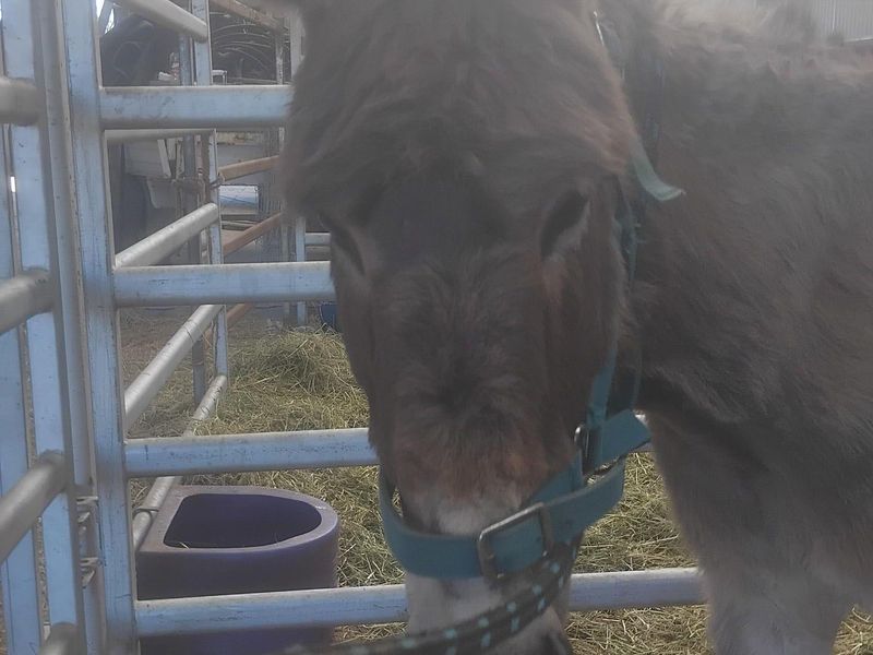 Irish bred donkey
