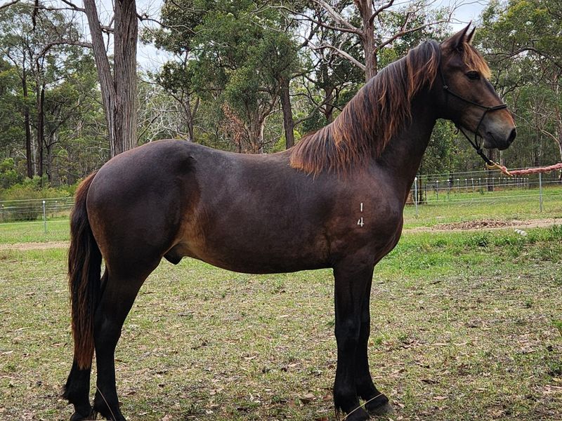 Registered Welsh D yearling colt Grande Crest Wisd