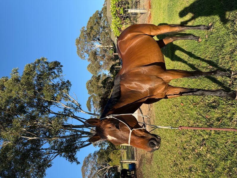 Genuine Allrounder TB Gelding 