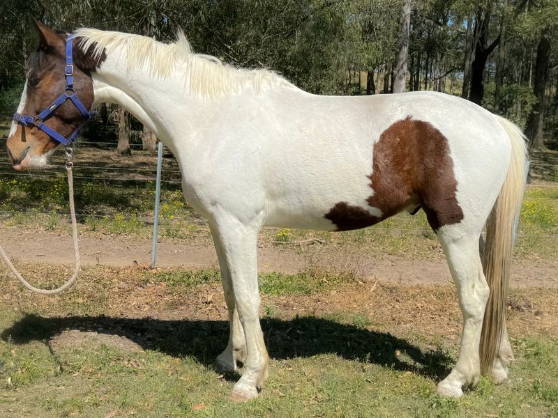 4yo Charisma Gelding