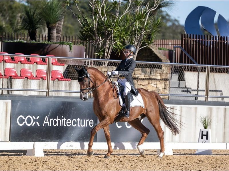 Grand Prix Dressage Gelding