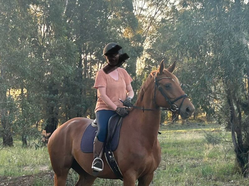 Rising 7yo Warmblood Mare