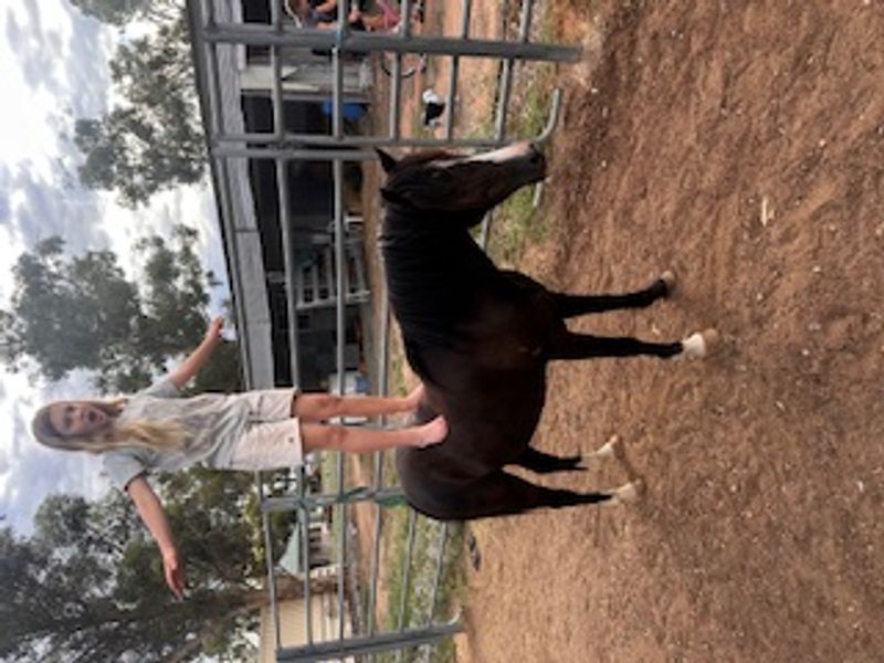 BEST PONY EVER - GREAT CHRISTMAS PRESENT!