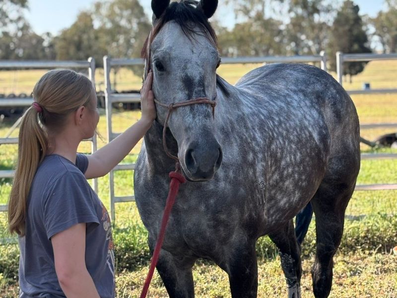 Big beautiful and grey