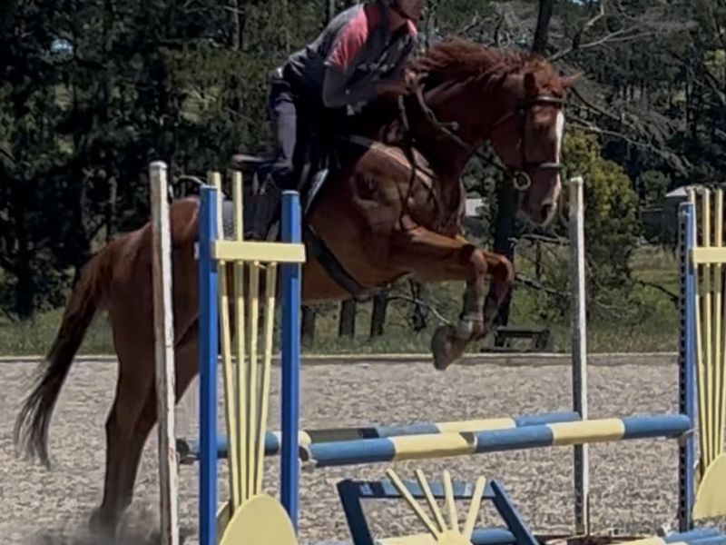 Lovely OTT Project Horse