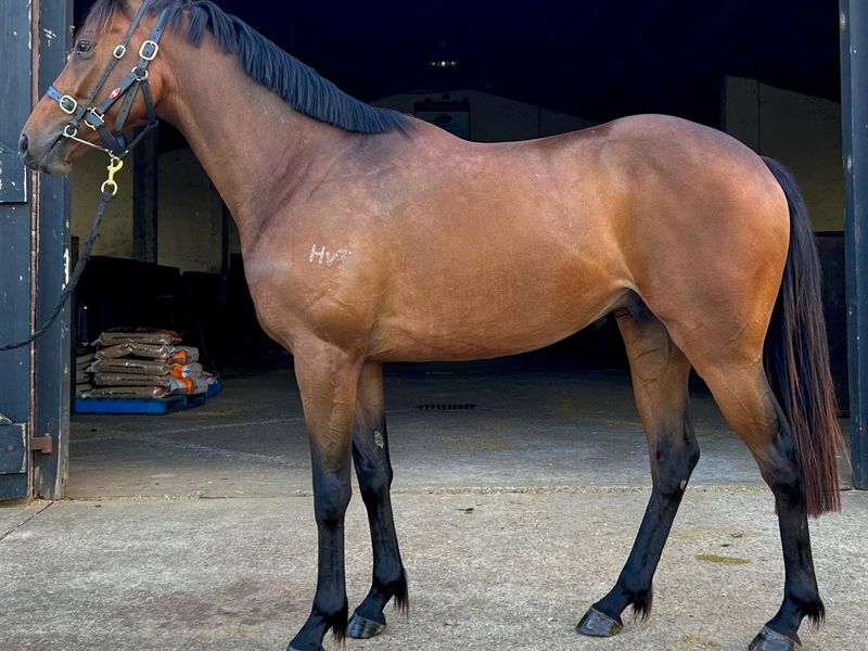 Elegant Little TB Gelding