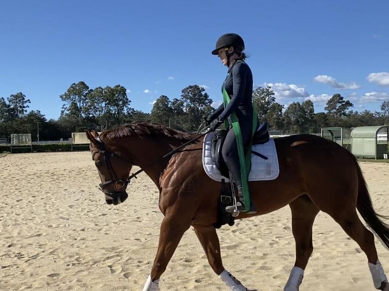 16.2 Dressage/All Rounder Thoroughbred Mare