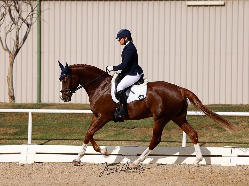Absolutely Stunning Young Warmblood