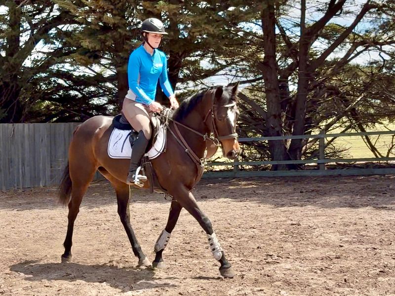 15.2 8yo Foxwedge mare