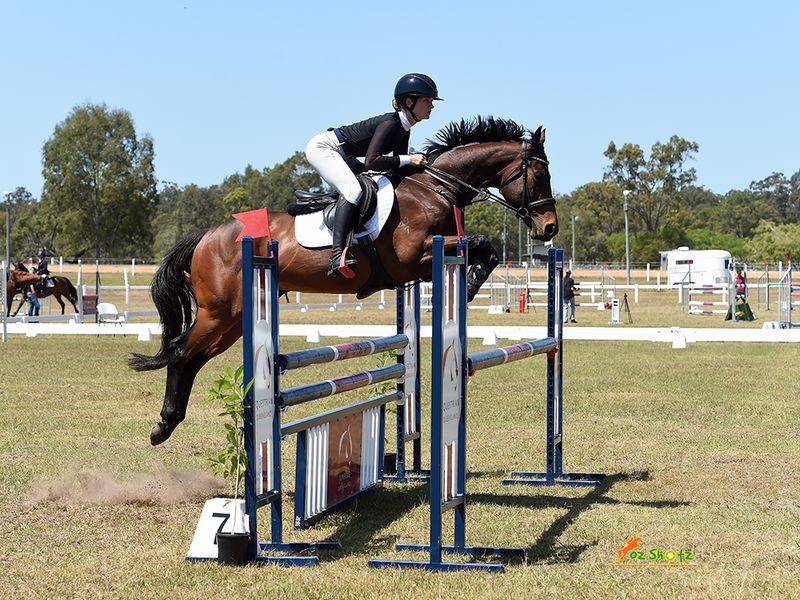 🔥Legendary Showjumping Gelding🔥