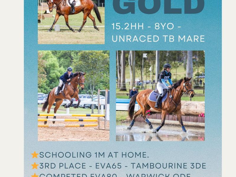 More Gold - lovely TB eventer