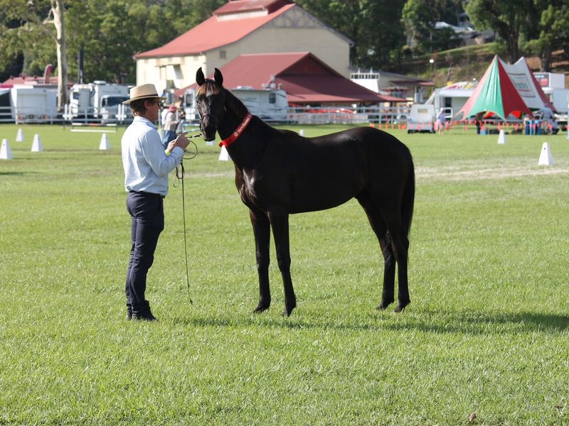 Elegant Yearling Warmblood - Dressage Prospect