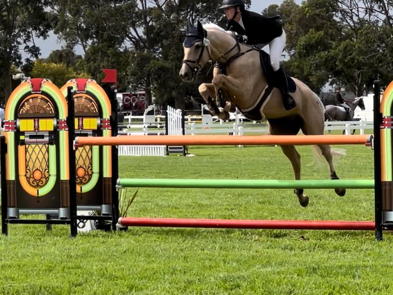 Show jumping gelding 