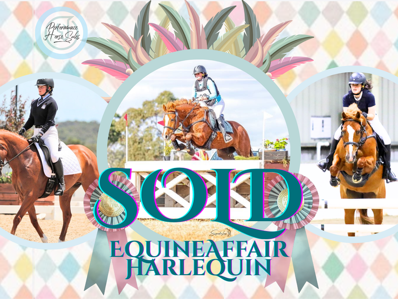 Equineaffair Harlequin - Superstar WB 1* Eventer