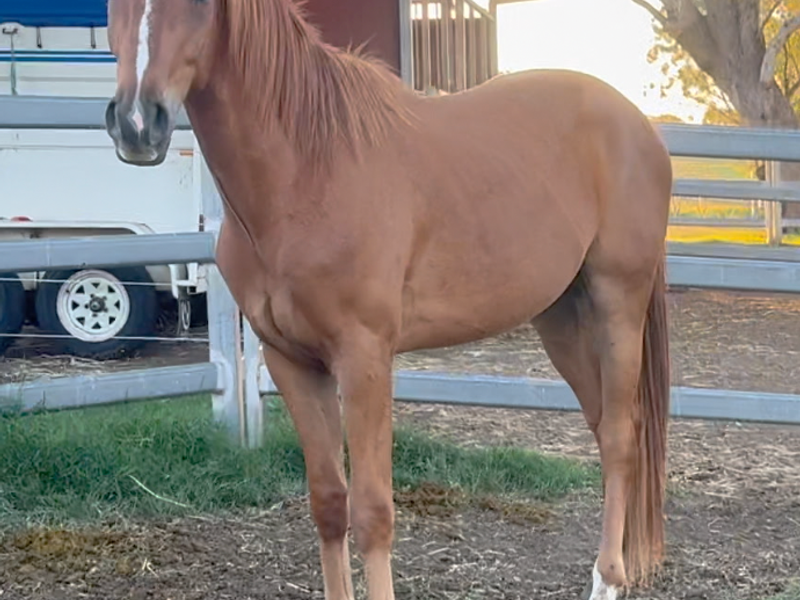 Exceptional 3yo Chestnut by Total Hope – Calm, Tra