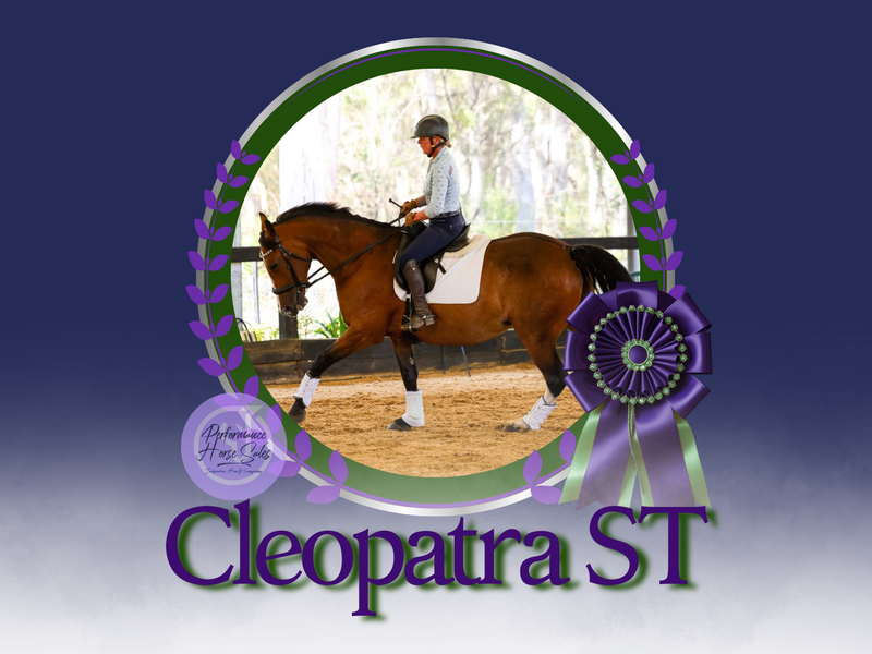 Cleopatra ST - all rounder & dressage schoolmaster