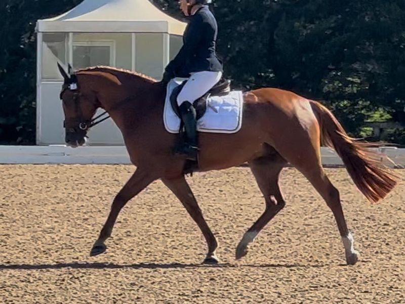 Showing Dressage Showjumping