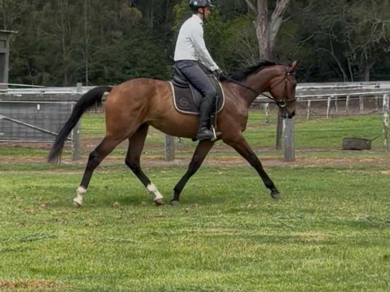 Daisymede Clive – Purpose-Bred Eventing Prospect