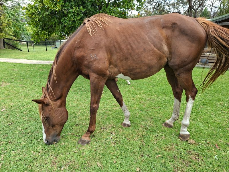 thoroughbred broodmare