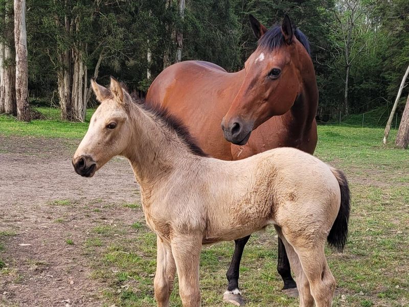 Anna 'Affiliate' AUS 2017 and buckskin filly foal