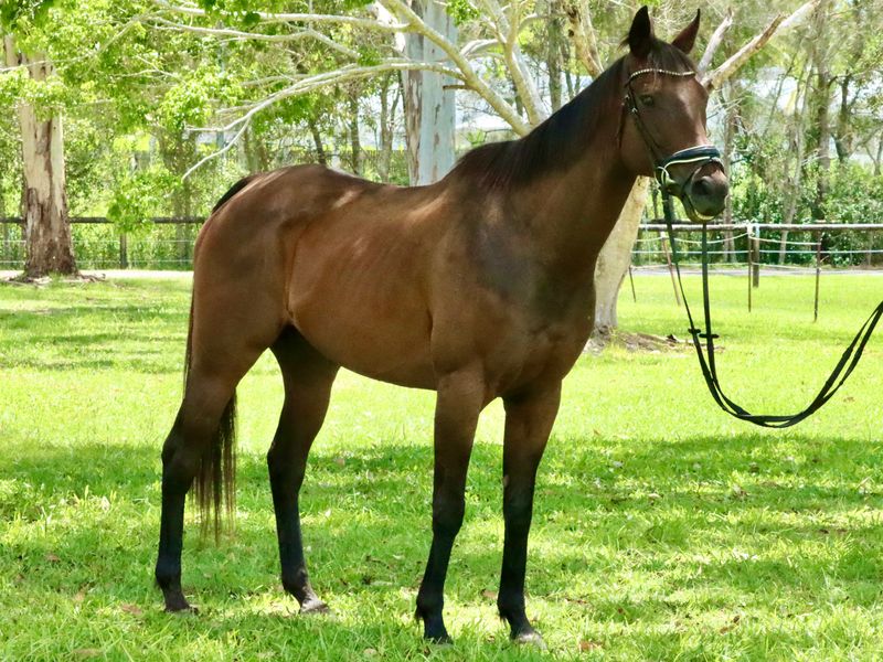 Bay TB gelding 