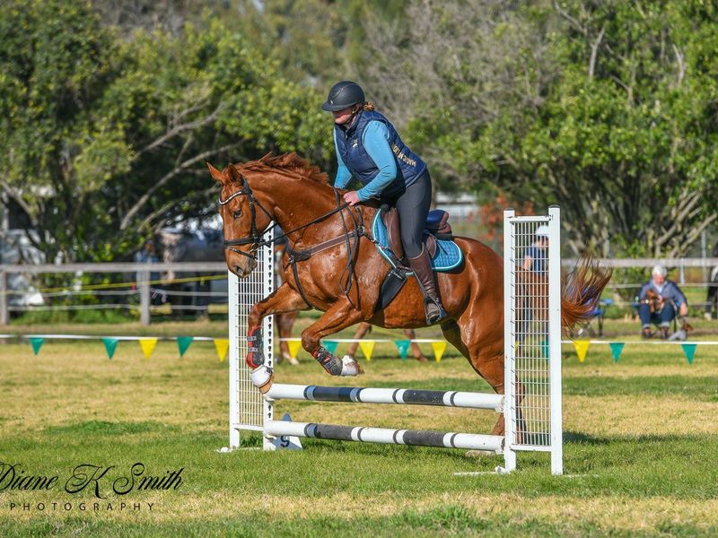 Stunning Thoroughbred