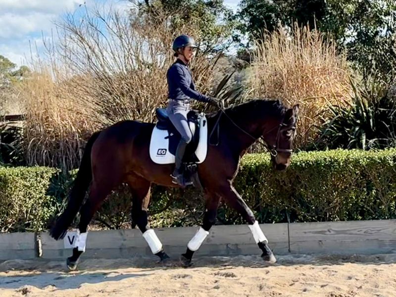 WB x TB Gelding - Allrounder prospect