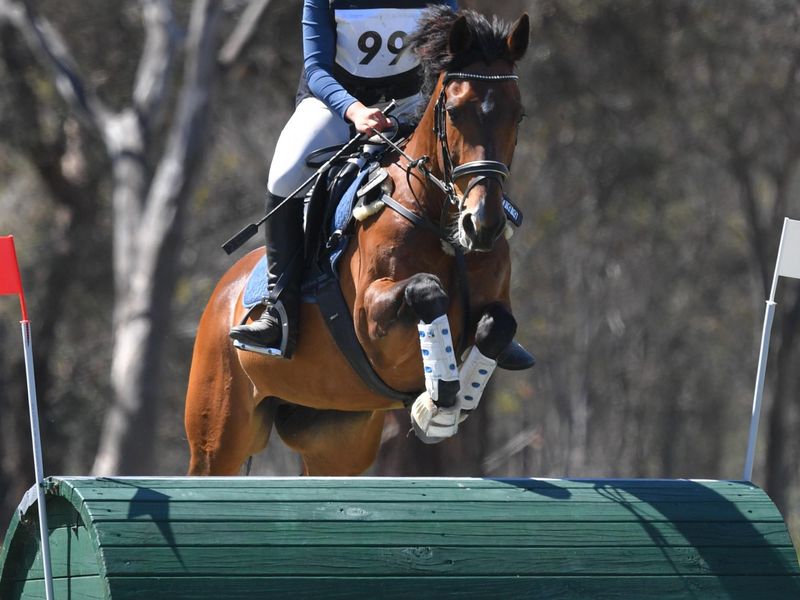 KAPETA TRICKSTER | Eventing & Showjumping Pony