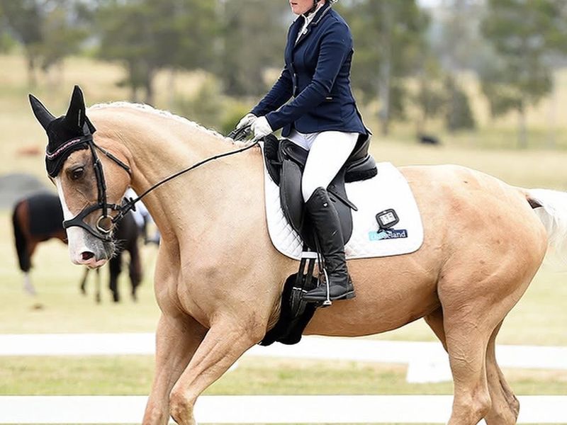 ✨TOORADIN PARK BLUSH✨