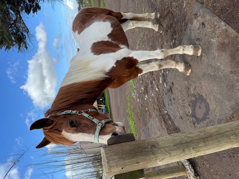 Painted gelding 
