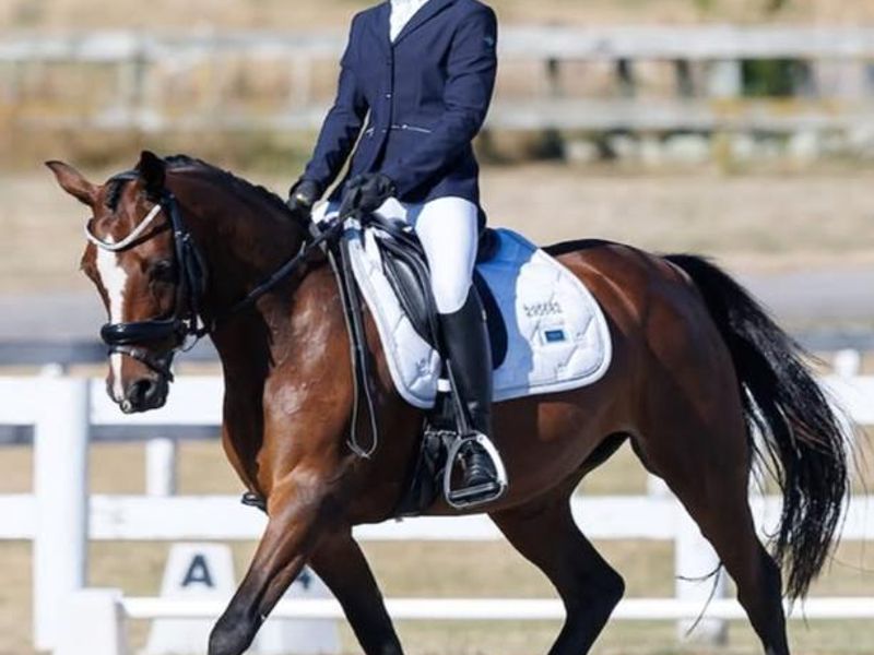 Talented Dressage Pony