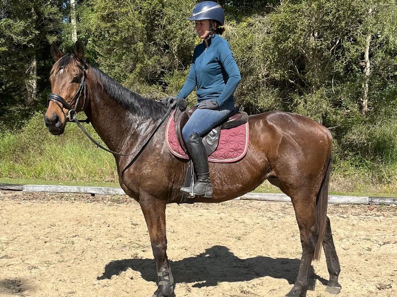 Sweet TB gelding