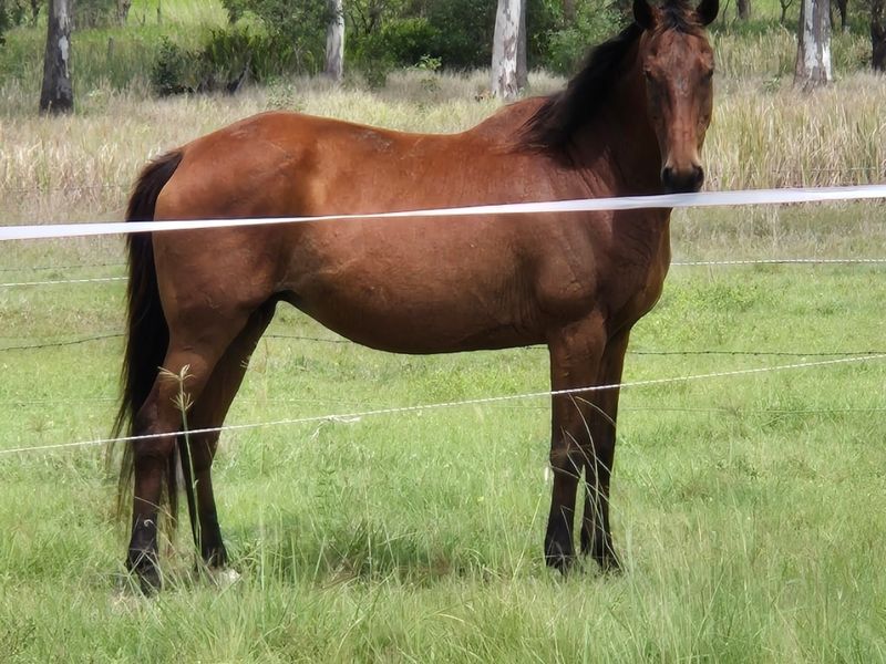 warmblood Mare 