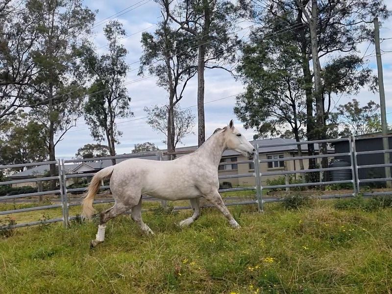 Koyuna Invader - WB X TB Mare breeding only